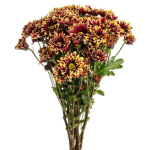 Chrysanthemum Spray Yellow and Red Colors
