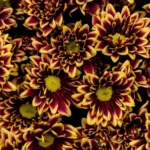 daisy-yellow-and red-colors11