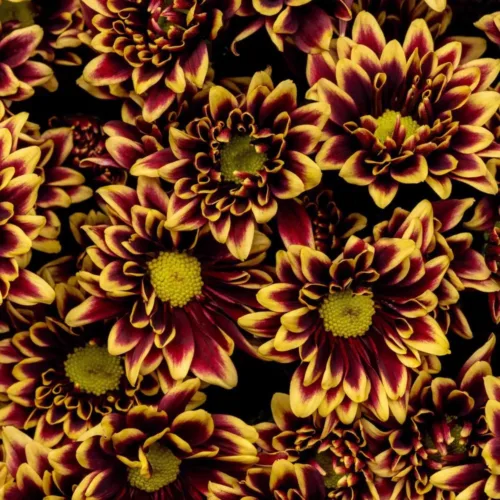 daisy-yellow-and red-colors11