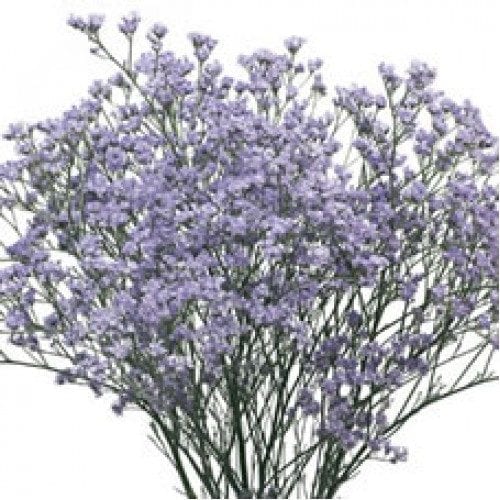 Purple Limonium Flowers