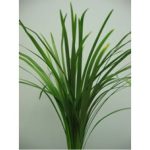 Lily Grass Greenery11