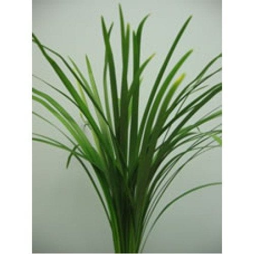 Lily Grass Greenery11
