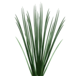 Lily Grass Greenery11