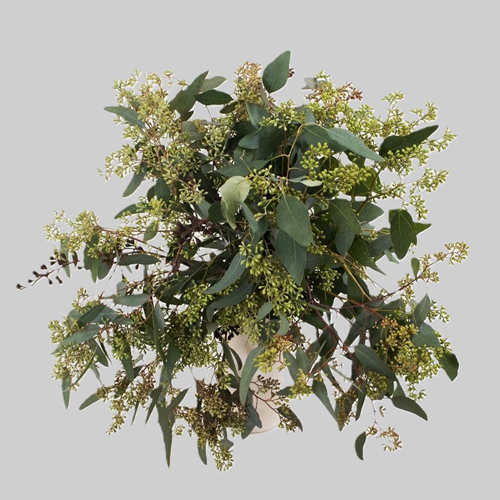 Seeded Eucalyptus Greenery1