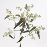 Seeded Eucalyptus1