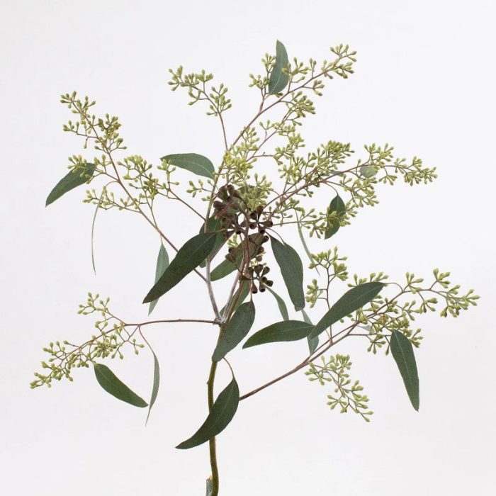 Seeded Eucalyptus1