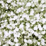 Gypsophila Baby’s Breath