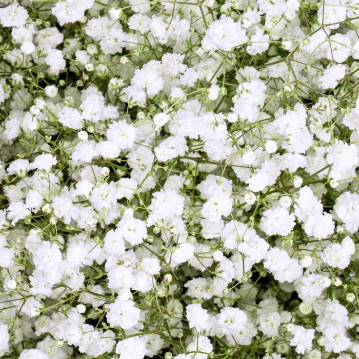 Gypsophila Baby’s Breath