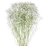 Gypsophila Baby’s Breath