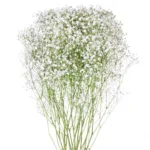 Gypsophila Baby’s Breath11