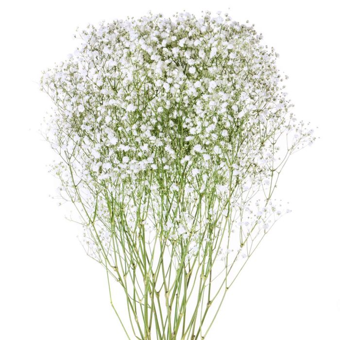 Gypsophila Baby’s Breath