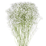 Gypsophila Baby's Breath