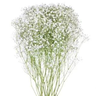 Gypsophila Baby’s Breath11