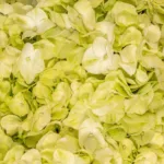 Hydrangea Green11