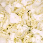 Hydrangea White