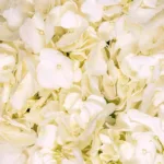 Hydrangea White11