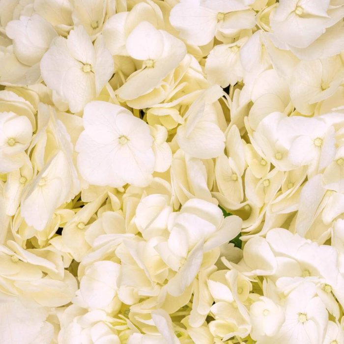 Hydrangea White
