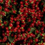 Hypericum Berries - Dark Red