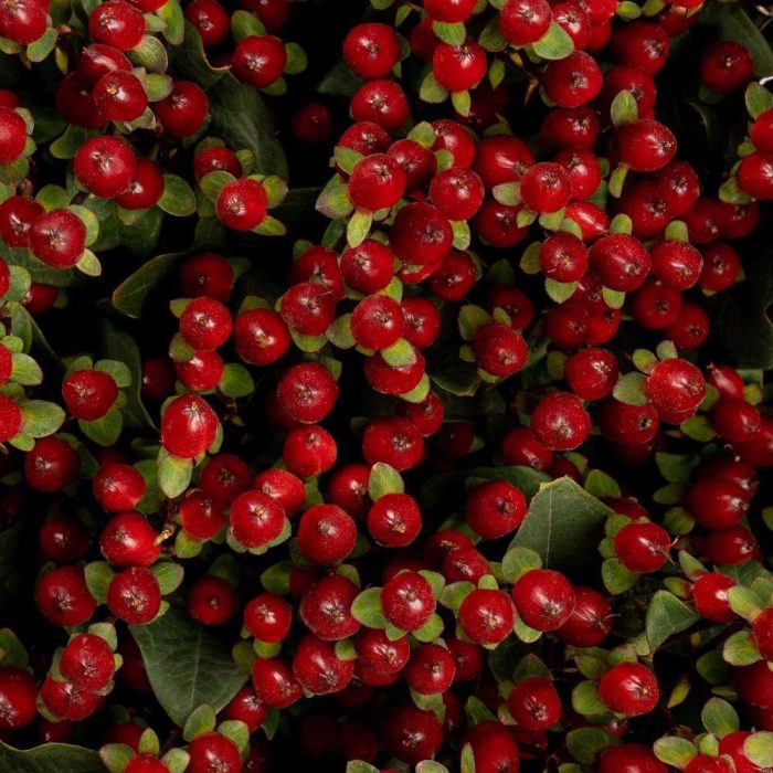 Hypericum Berries - Dark Red