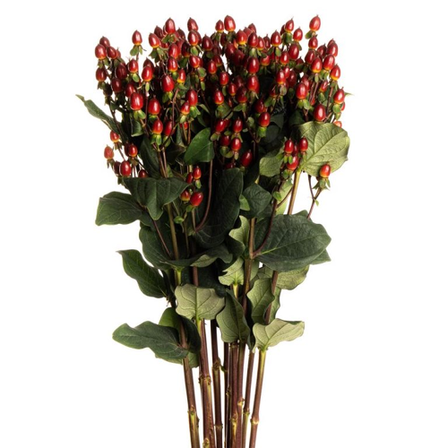 Hypericum Berries - Dark Red1