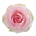 Bulk Esperance Roses - 25 Stems