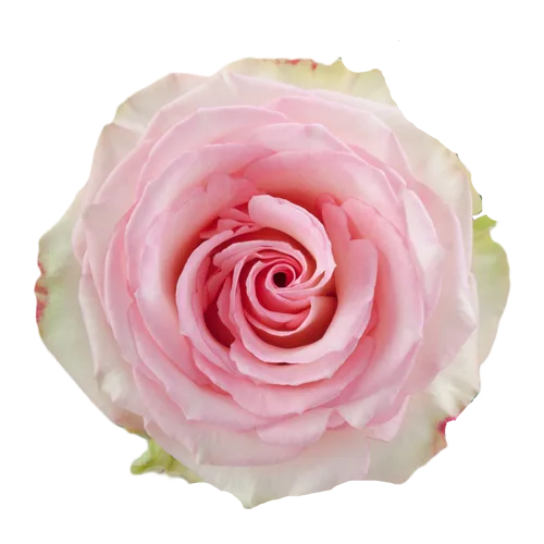 Bulk Rose - Esperance Roses1