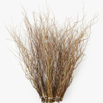Curly Willow - 3 to 4 Feet long1