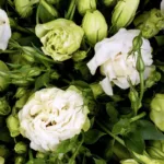 Lisianthus White11