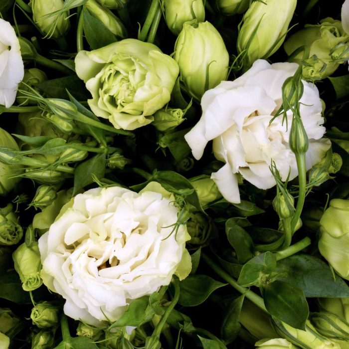 Lisianthus White