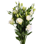 Lisianthus White
