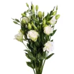 Lisianthus White11