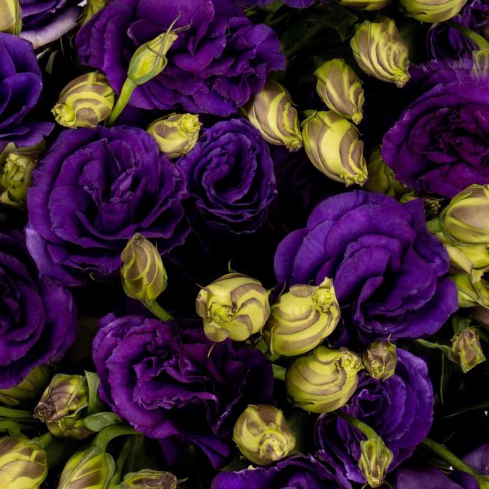 Lisianthus Purple