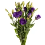 Lisianthus Purple11
