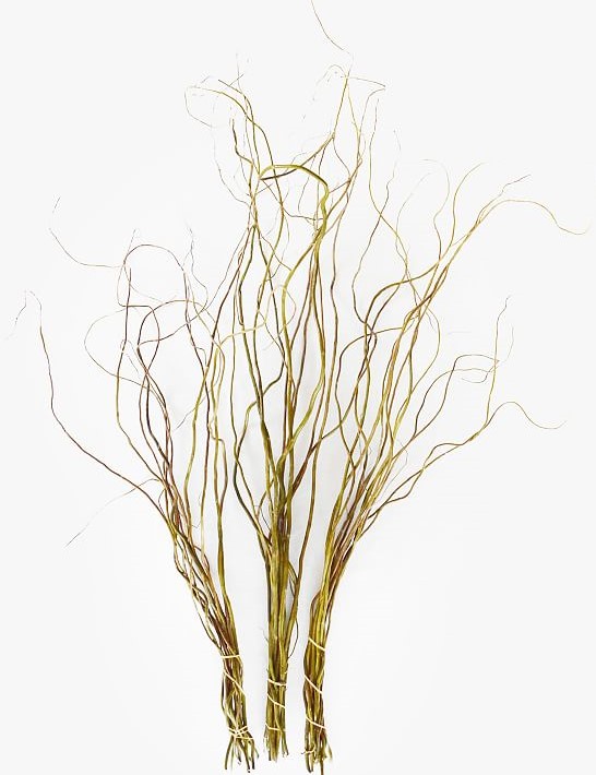 Curly Willow - 3 to 4 Feet long1