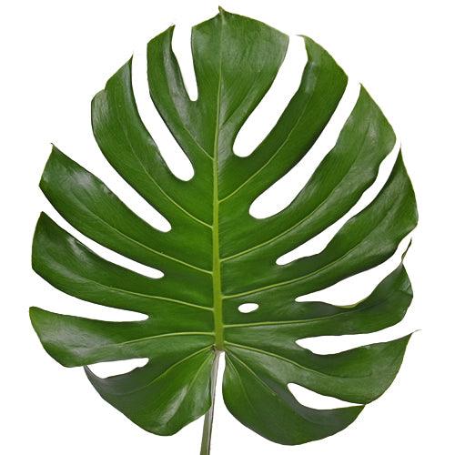 Monstera Leaves1