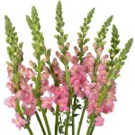 Pink Snapdragon Flowers