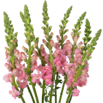Pink Snapdragon1