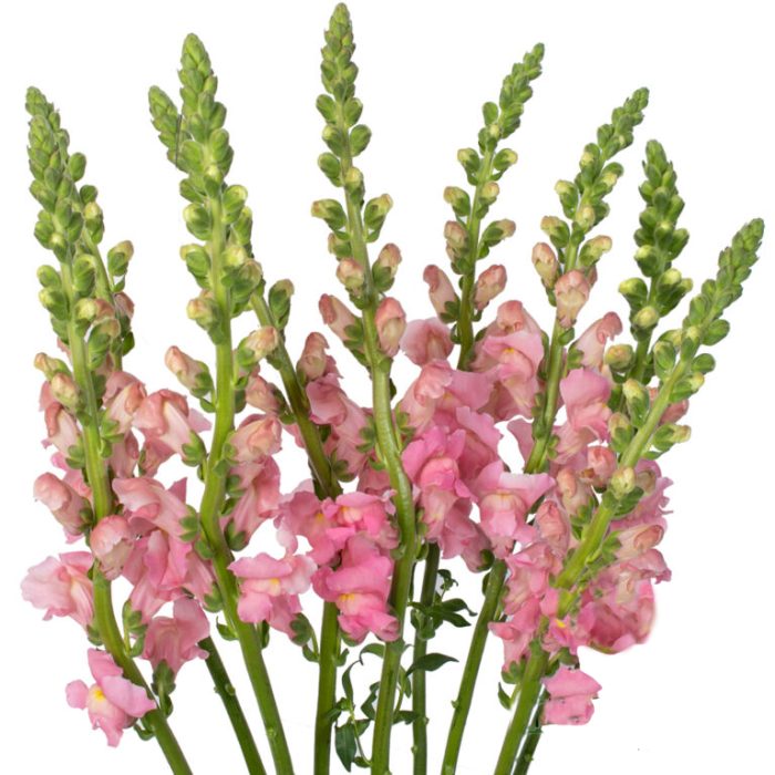 Pink Snapdragon Flowers