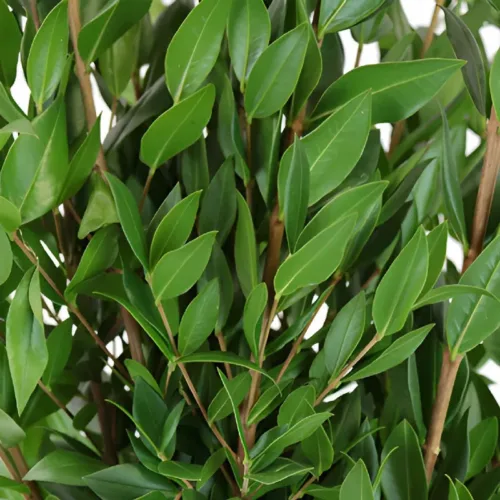 Myrtle Greenery