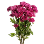 Novelty Poms Purple