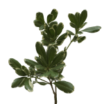 Variegated Pittosporum 1