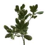 Variegated Pittosporum 11
