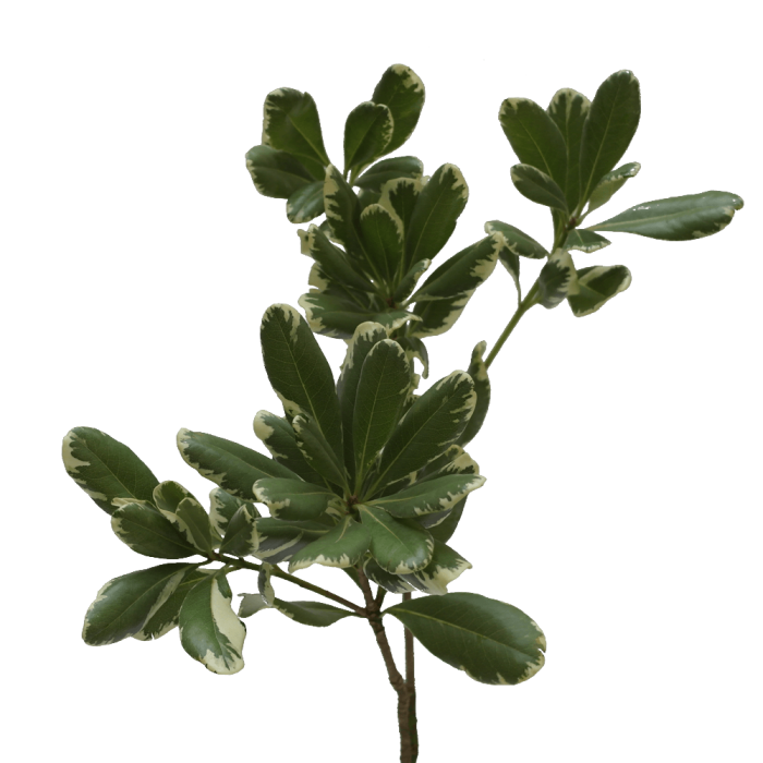 Variegated Pittosporum 1