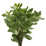 Variegated Pittosporum Greenery1
