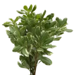 Variegated Pittosporum11