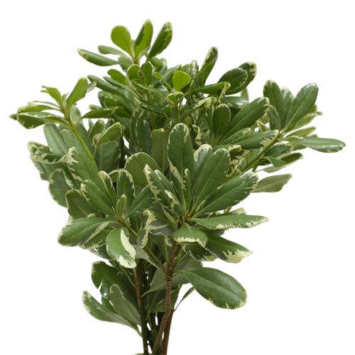 Variegated Pittosporum Greenery1