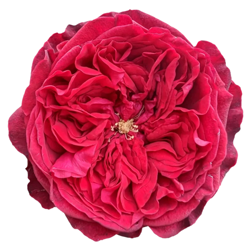 Red Garden Roses – 20 Stems1