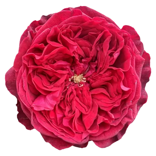 Red Garden Roses – 20 Stems1
