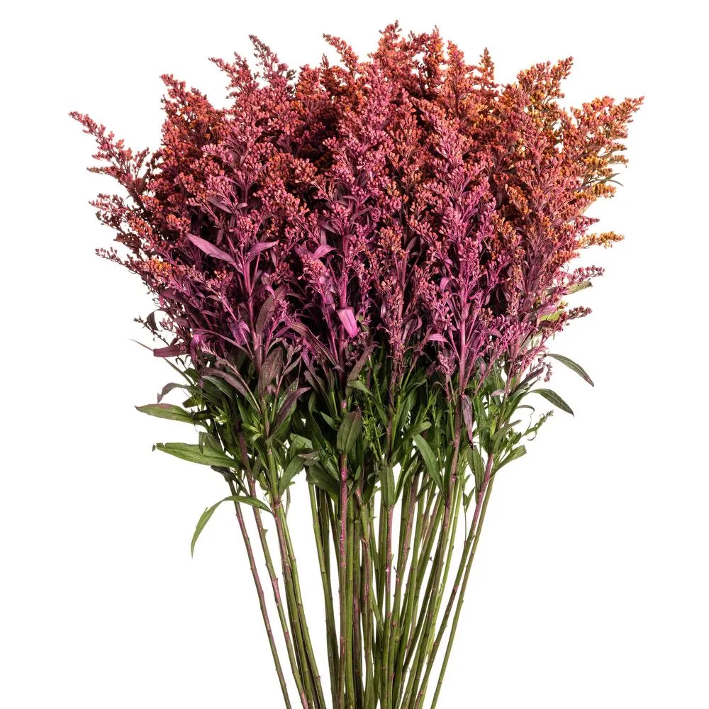 solidago pink Tinted Pink Solidago1