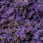 Solidago Tinted1